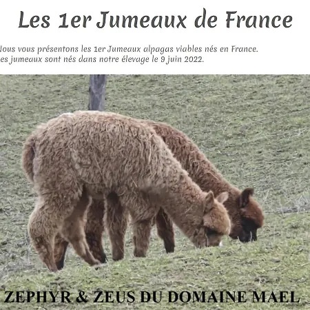 Alpagas Du Domaine Mael Bed and breakfast *