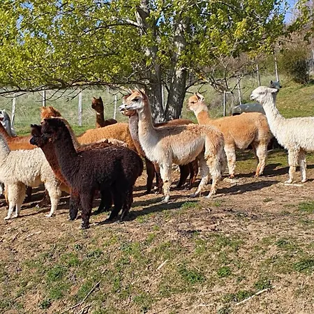 Alpagas Du Domaine Mael Bed & Breakfast 3*