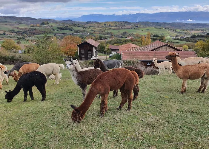 Alpagas Du Domaine Mael Bed & Breakfast Saint-Antoine (Isere)